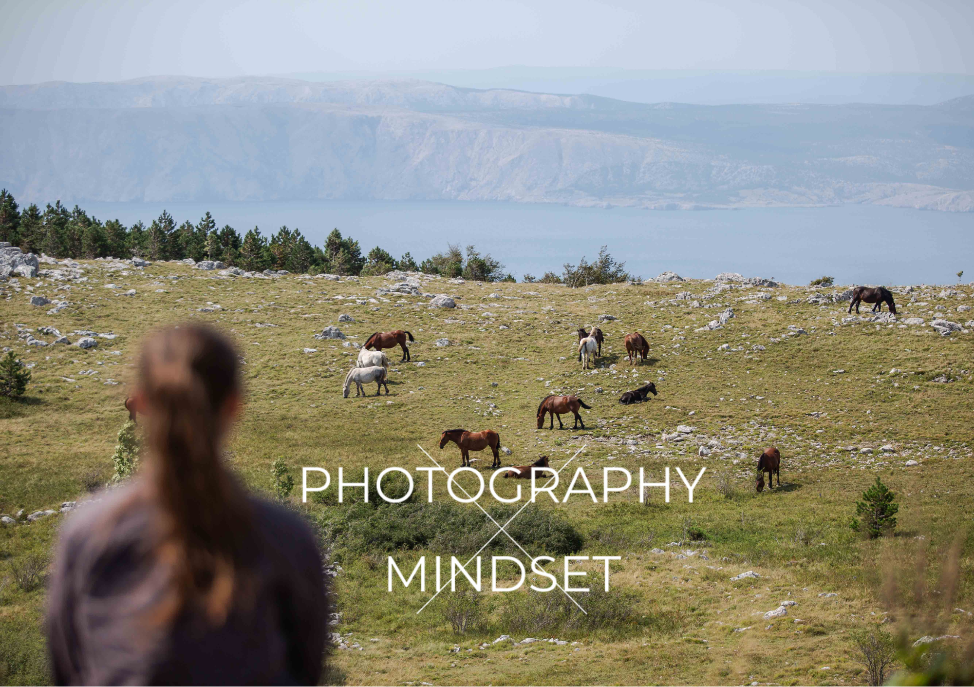 Kroatienreise Wildpferde - Portfolioevent